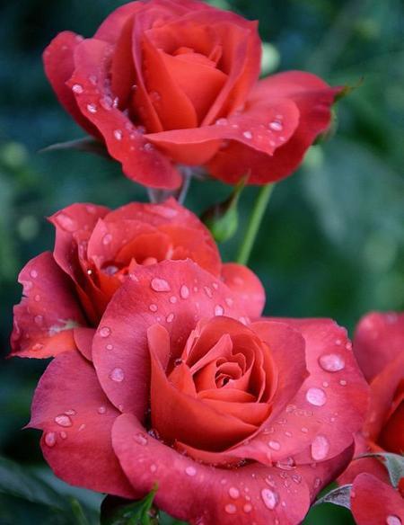 عکس گل رز آبی واقعی