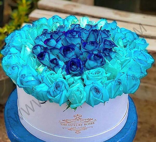 عکس گل رز آبی واقعی