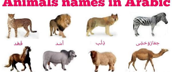 عکس حیوانات وحشی با اسم