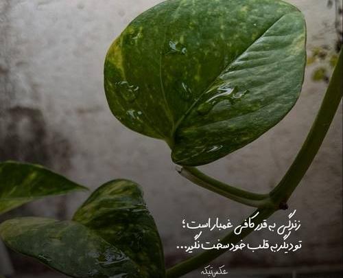 عکس نوشته لیلا و حسن