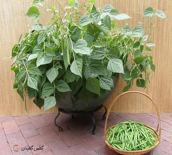 عکس لوبیا سبز شده