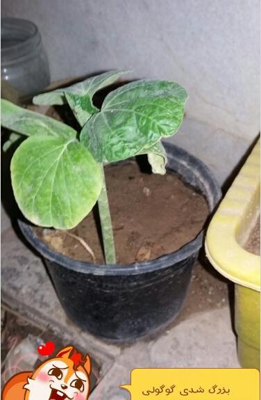 عکس لوبیا سبز شده