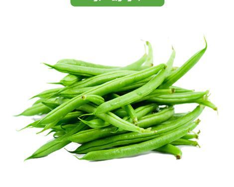 عکس لوبیا سبز شده