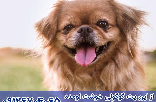 عکس سگ شیتزو پیکینیز