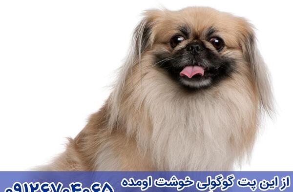 عکس سگ شیتزو پیکینیز