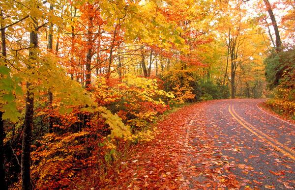 عکس یهویی پاییز