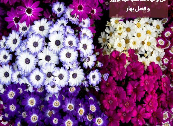 عکس گل های ظریف و زیبا