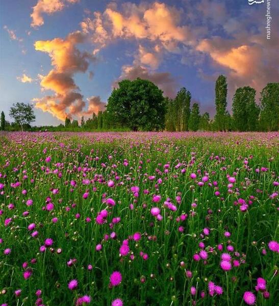 عکس گل های ظریف و زیبا