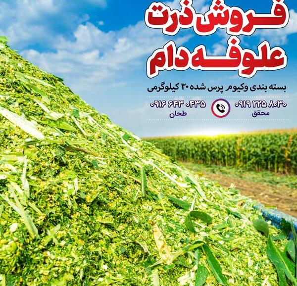 عکس زمین کشاورزی ذرت