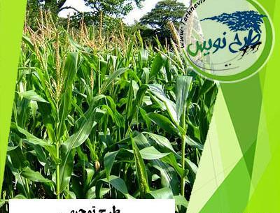 عکس زمین کشاورزی ذرت