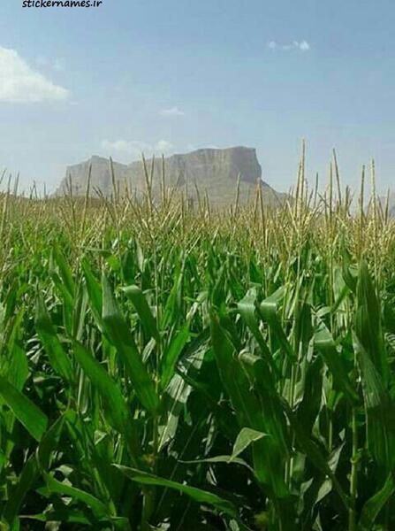 عکس زمین کشاورزی ذرت