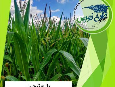 عکس زمین کشاورزی ذرت