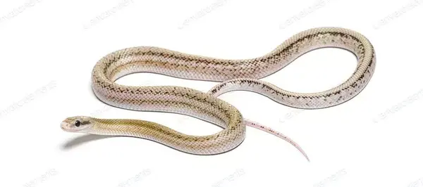 عکس بک مار