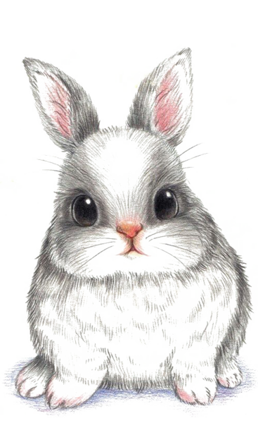 عکس خرگوش طراحی شده