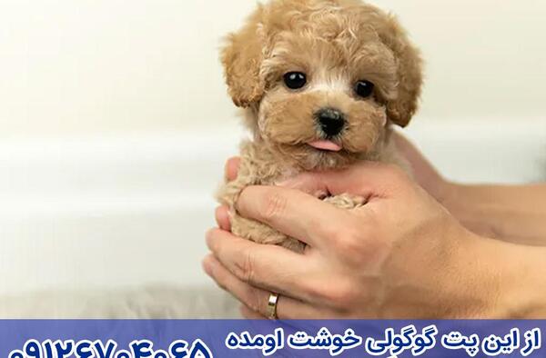 عکس سگ فنجونی سگ فنجونی
