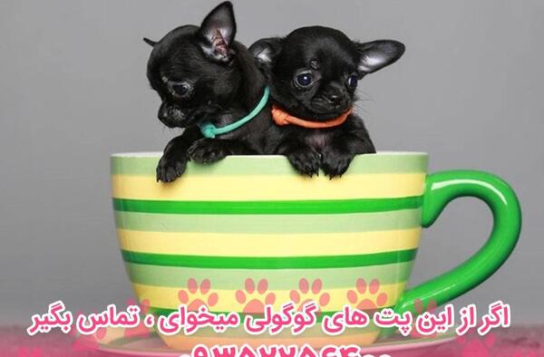 عکس سگ فنجونی سگ فنجونی