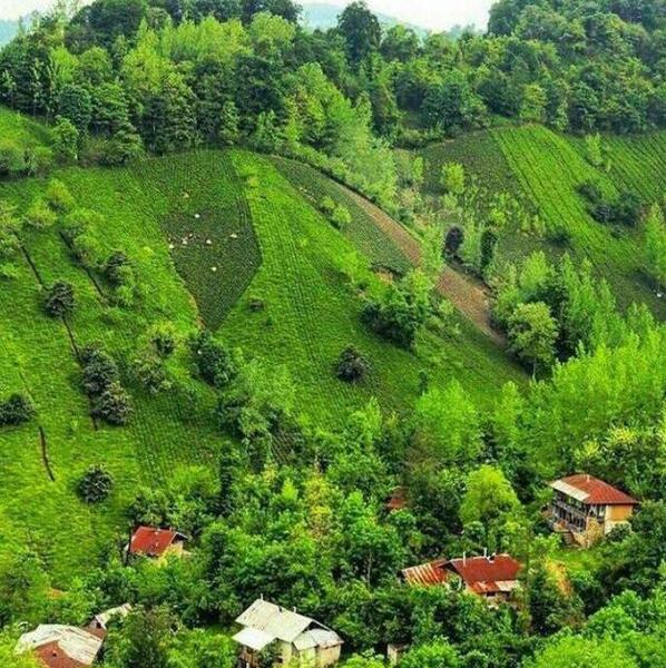 عکس طبیعت لاهیجان