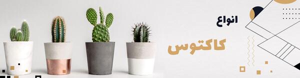 عکس کاکتوس آریوکارپوس
