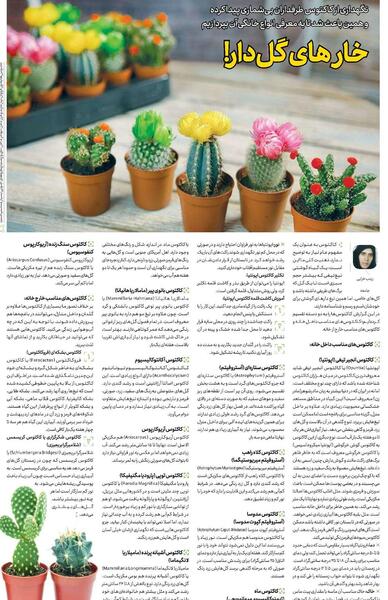 عکس کاکتوس آریوکارپوس