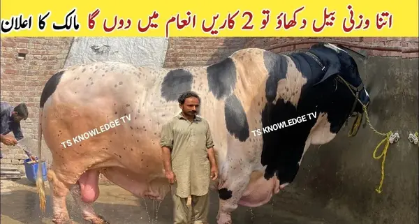 عکس یک گاو نر