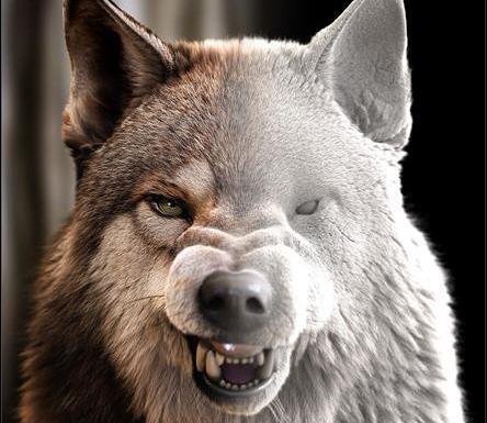 عکس گرگ های واقعی