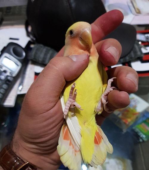 عکس طوطی برزیلی زرد صورت هلویی
