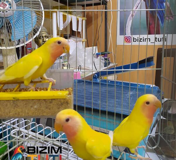 عکس طوطی برزیلی زرد صورت هلویی