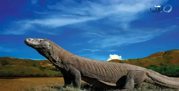 عکس مارمولک اژدهایی