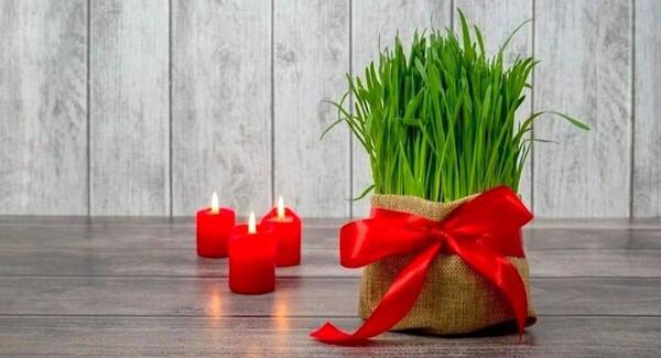 عکس سبزه عید جو