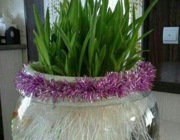 عکس سبزه عید جو