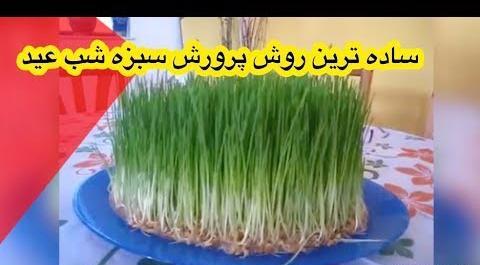 عکس سبزه عید جو