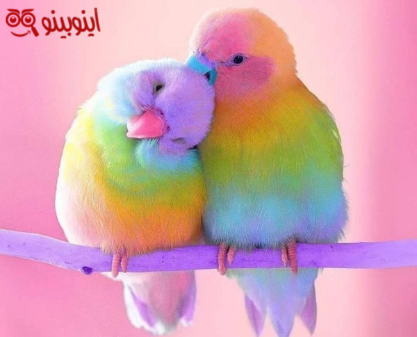 عکس مرغ عشق خوب