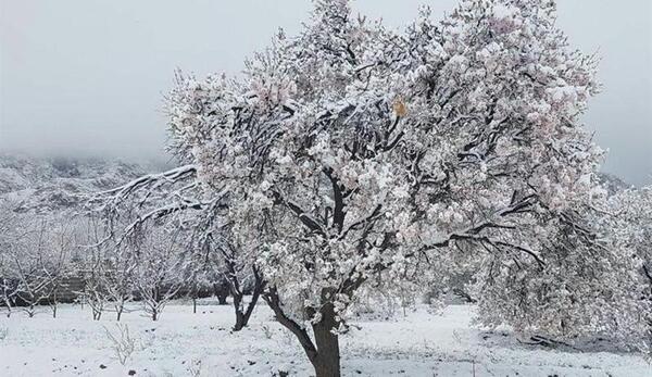 عکس برف روی درختان