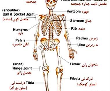 عکس اسکلت بدن انسان با نام