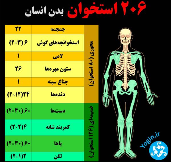 عکس اسکلت بدن انسان با نام