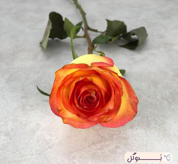 عکس گل رز پرتغالی