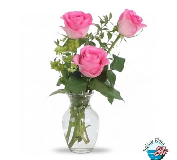 عکس گل رز پرتغالی