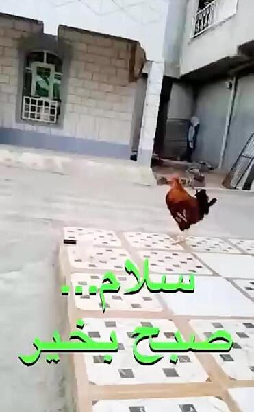 عکس صبح بخیر فان