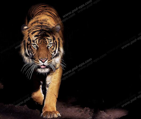 عکس ببر گرافیکی