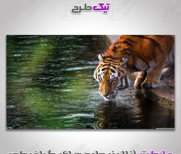 عکس ببر گرافیکی