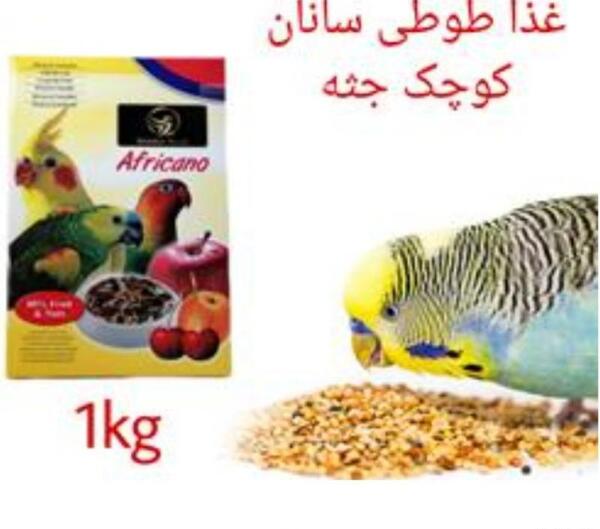 عکس غذای طوطی عروس