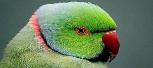عکس غذای طوطی عروس