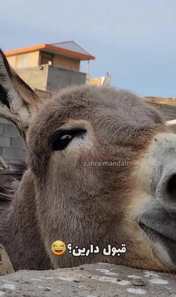 عکس چشم یار