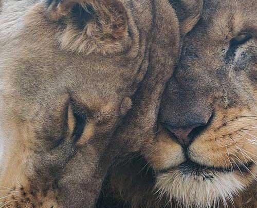 عکس شیر نر و ماده عاشقانه