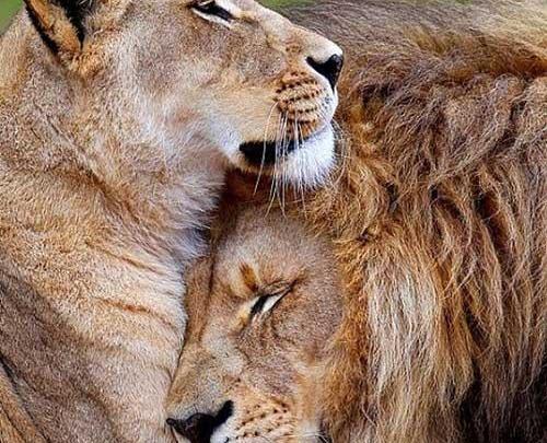 عکس شیر نر و ماده عاشقانه