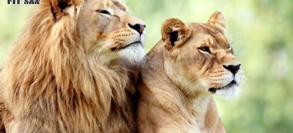 عکس شیر نر و ماده عاشقانه