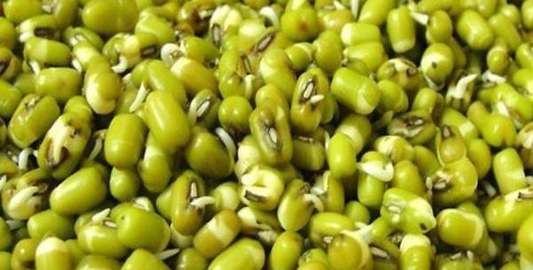 عکس سبزه عید با لپه