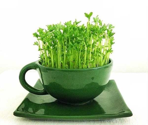 عکس سبزه عید با لپه