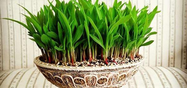 عکس سبزه عید با لپه