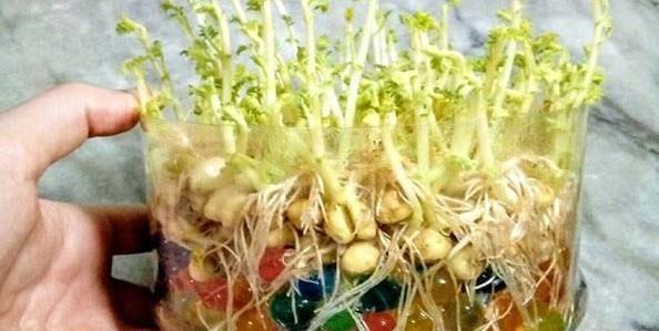 عکس سبزه عید با لپه